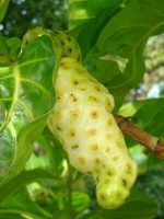 Polinesian Noni Liquid